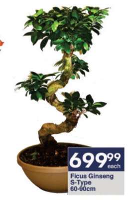 Ficus Ginseng S-Type