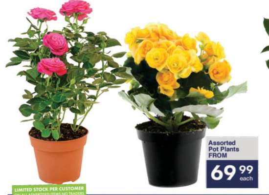 Assorted Pot Plants