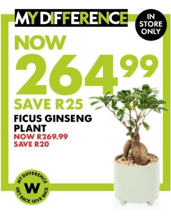 Ficus Ginseng Plant