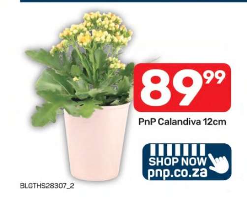PnP Calandiva 12cm