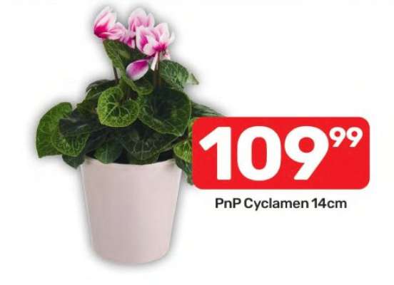 PnP Cyclamen 14cm