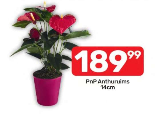 PnP Anthuruims 14cm