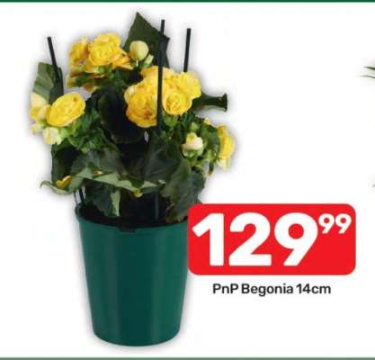 PnP Begonia 14cm