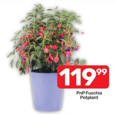 PnP Fuschia Potplant