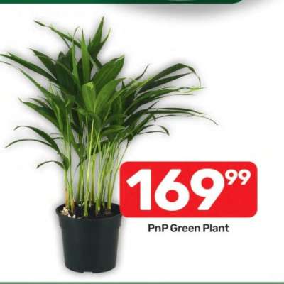 PnP Green Plant