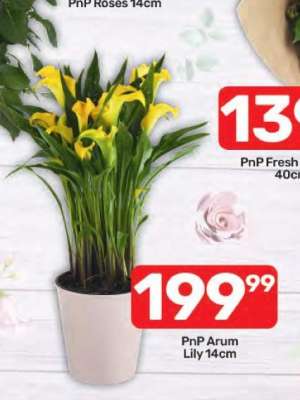 PnP Arum Lily 14cm