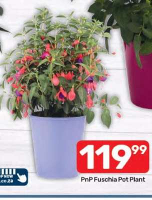 PnP Fuschia Pot Plant