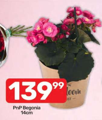 PnP Begonia 14cm